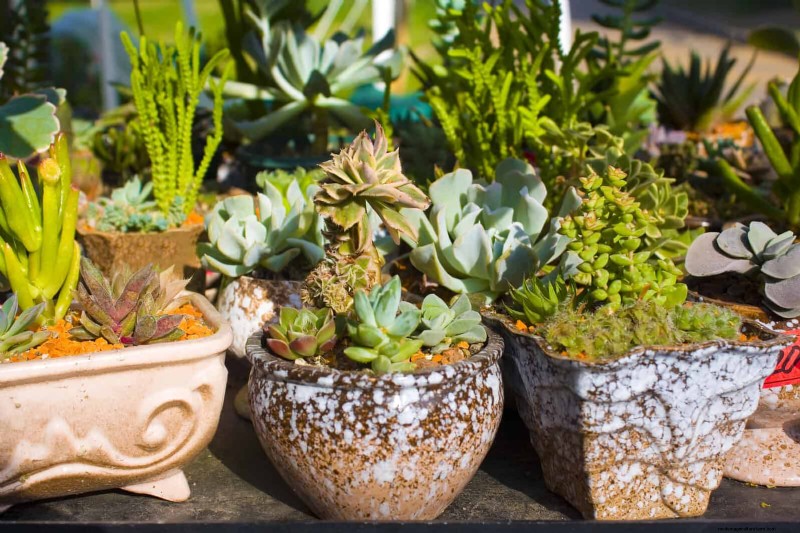 17 Container Garden Ideas to Transform Your Late‑Summer Patio into a Lively Oasis