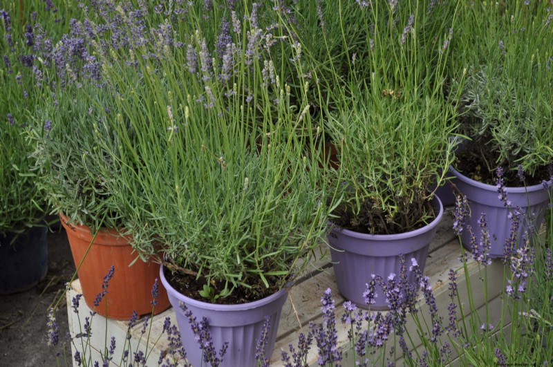 17 Container Garden Ideas to Transform Your Late‑Summer Patio into a Lively Oasis