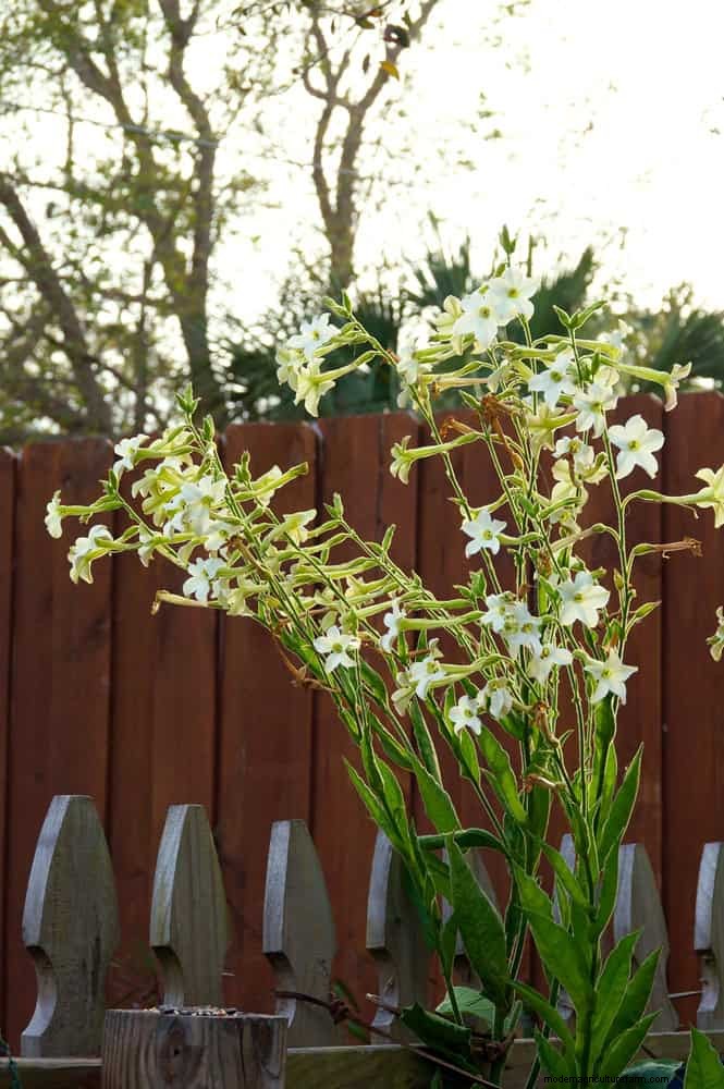 17 Container Garden Ideas to Transform Your Late‑Summer Patio into a Lively Oasis