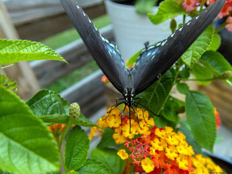 17 Container Garden Ideas to Transform Your Late‑Summer Patio into a Lively Oasis