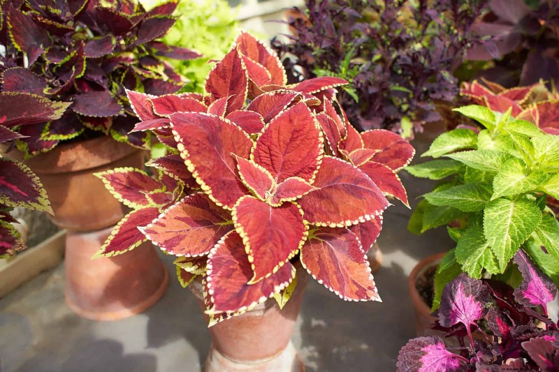 17 Container Garden Ideas to Transform Your Late‑Summer Patio into a Lively Oasis