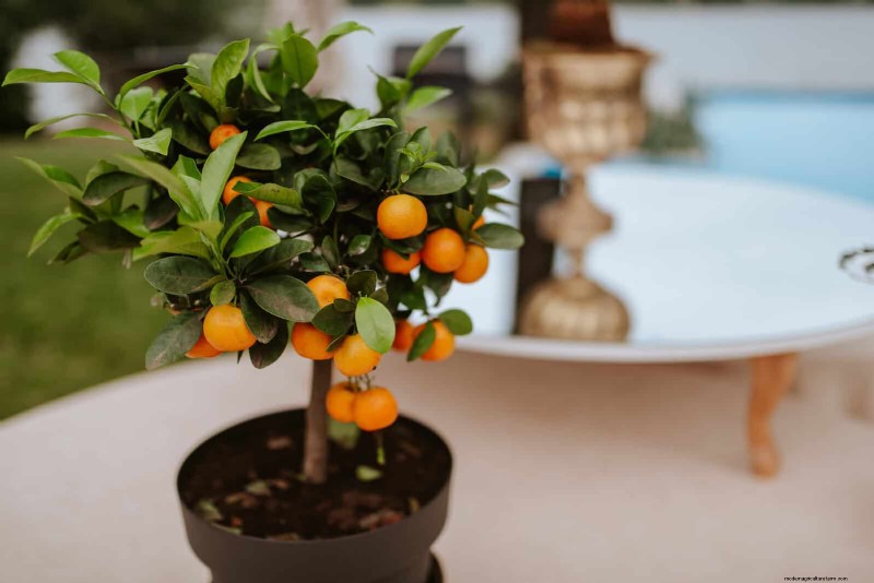17 Container Garden Ideas to Transform Your Late‑Summer Patio into a Lively Oasis