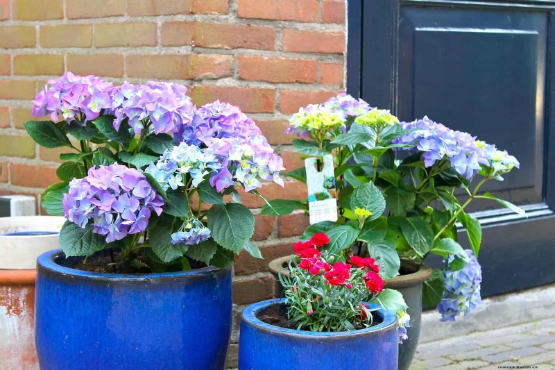 17 Container Garden Ideas to Transform Your Late‑Summer Patio into a Lively Oasis
