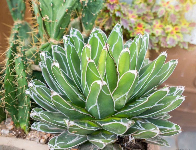 17 Container Garden Ideas to Transform Your Late‑Summer Patio into a Lively Oasis