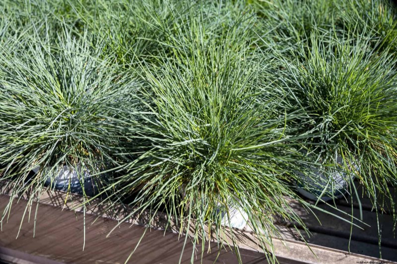 17 Container Garden Ideas to Transform Your Late‑Summer Patio into a Lively Oasis