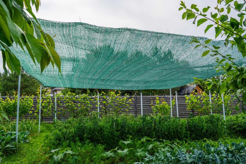 Don’t Plant Late-Summer Veggies Until You Read These 9 Heat-Proofing Tips