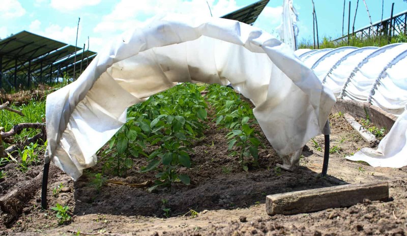 Don’t Plant Late-Summer Veggies Until You Read These 9 Heat-Proofing Tips
