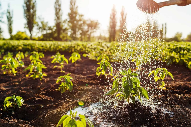 Don’t Plant Late-Summer Veggies Until You Read These 9 Heat-Proofing Tips
