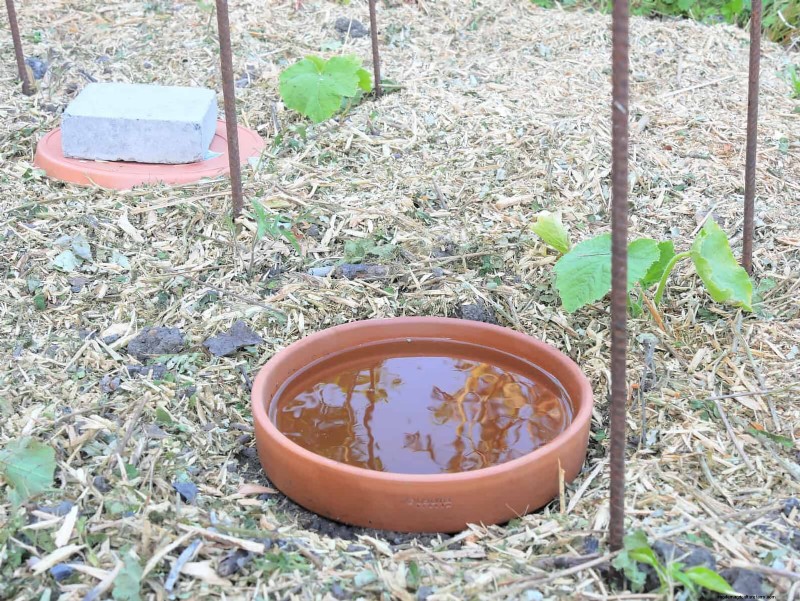 Don’t Plant Late-Summer Veggies Until You Read These 9 Heat-Proofing Tips