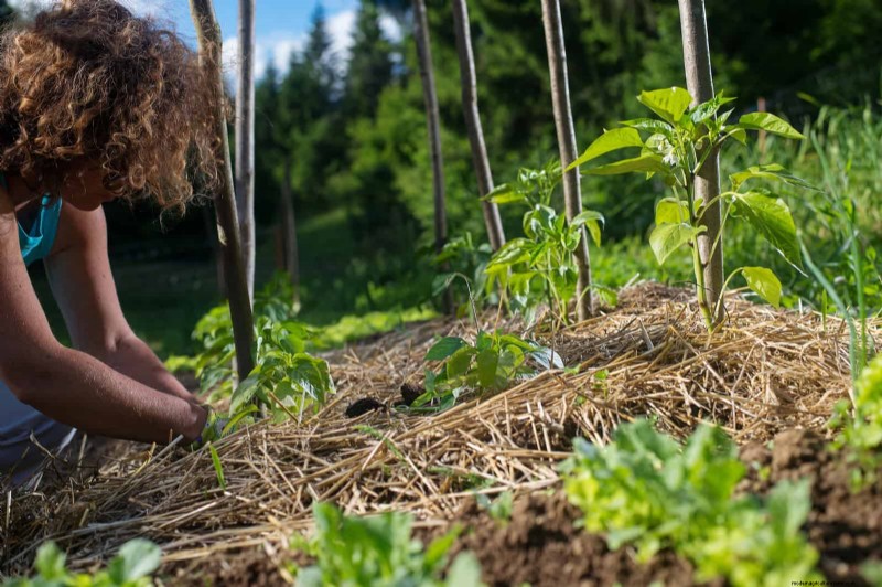 Don’t Plant Late-Summer Veggies Until You Read These 9 Heat-Proofing Tips