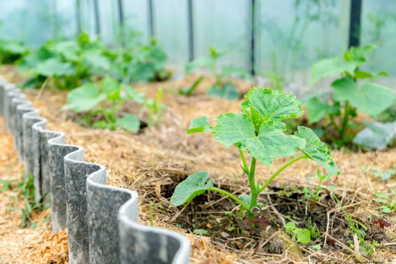 Don’t Plant Late-Summer Veggies Until You Read These 9 Heat-Proofing Tips