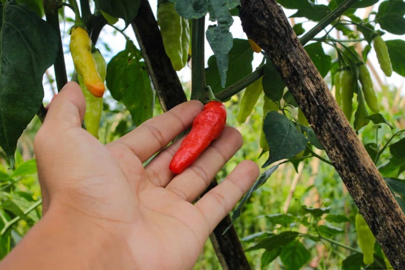 Don’t Plant Late-Summer Veggies Until You Read These 9 Heat-Proofing Tips