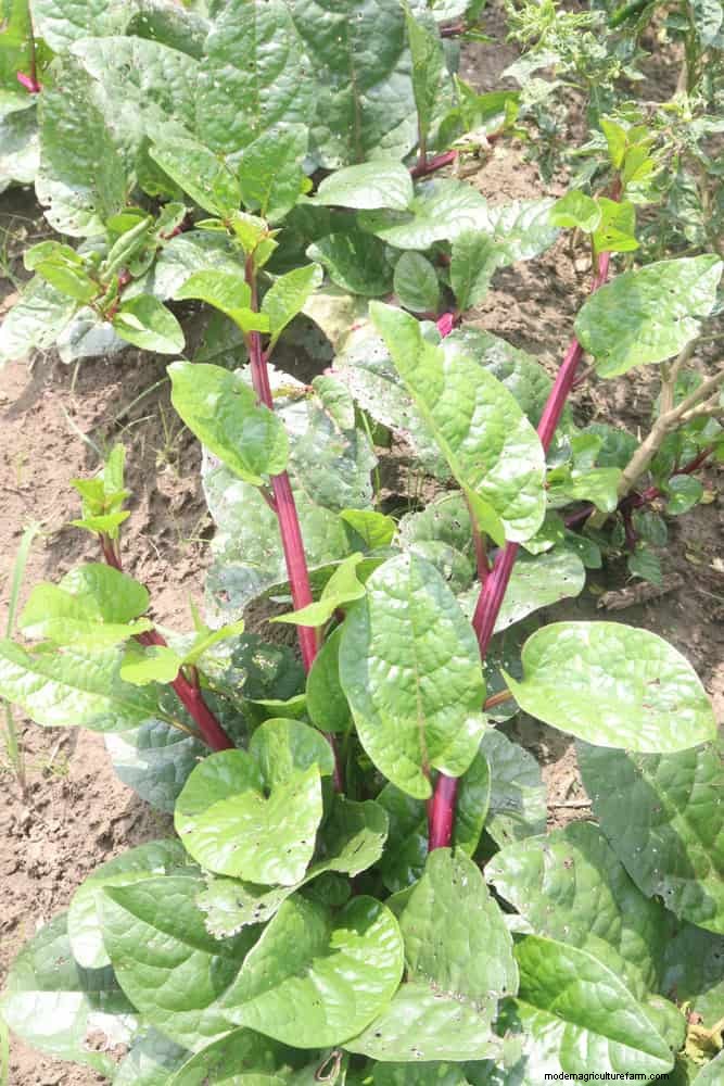 Don’t Plant Late-Summer Veggies Until You Read These 9 Heat-Proofing Tips