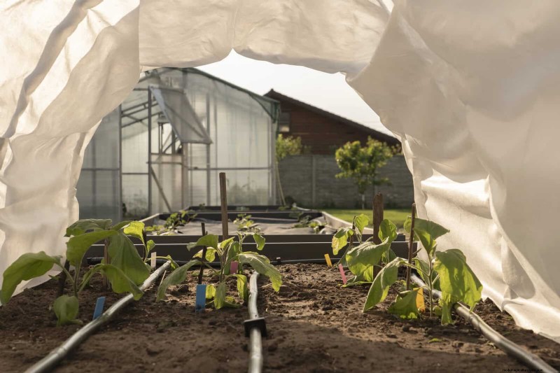 Don’t Plant Late-Summer Veggies Until You Read These 9 Heat-Proofing Tips