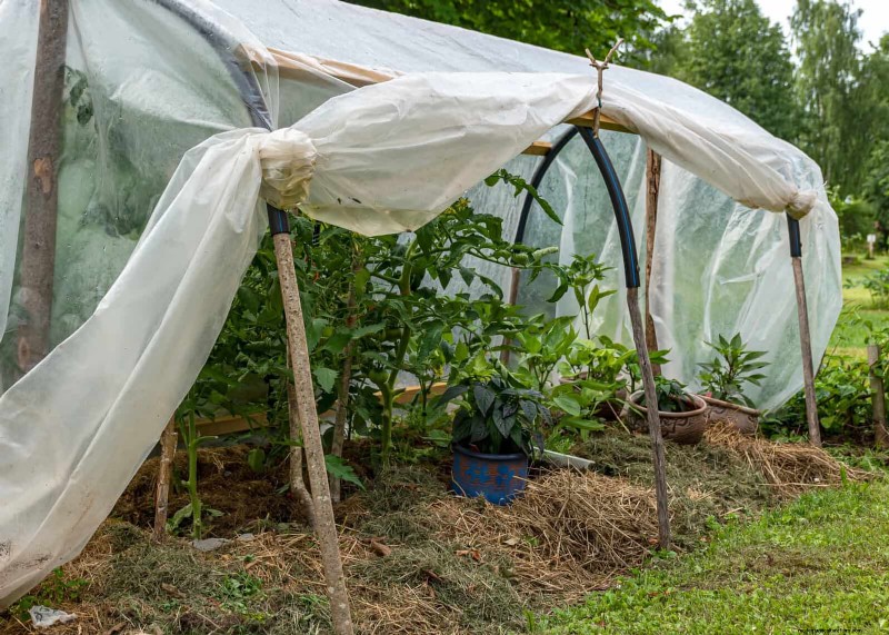Don’t Plant Late-Summer Veggies Until You Read These 9 Heat-Proofing Tips