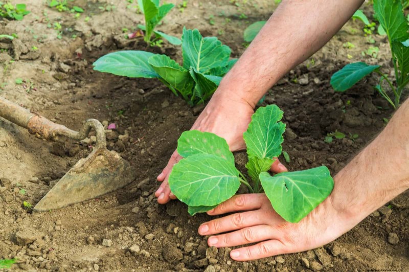 Don’t Plant Late-Summer Veggies Until You Read These 9 Heat-Proofing Tips