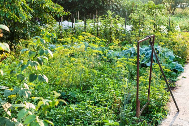 Don’t Plant Late-Summer Veggies Until You Read These 9 Heat-Proofing Tips