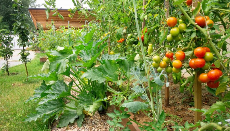 Don’t Plant Late-Summer Veggies Until You Read These 9 Heat-Proofing Tips