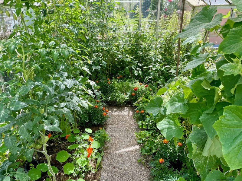 Don’t Plant Late-Summer Veggies Until You Read These 9 Heat-Proofing Tips