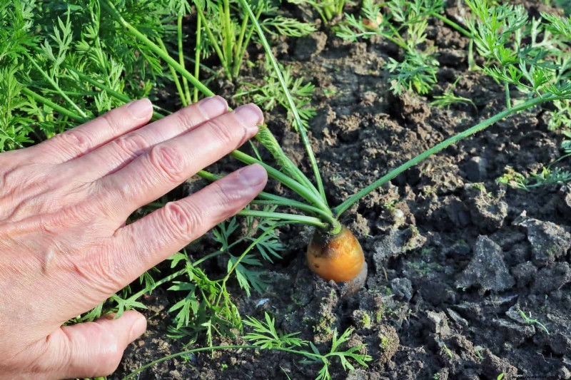 Don’t Plant Late-Summer Veggies Until You Read These 9 Heat-Proofing Tips