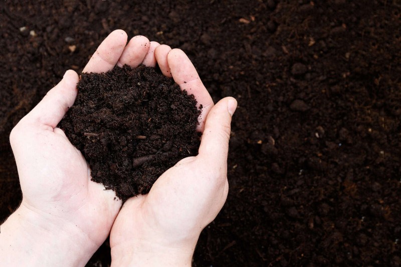Don’t Plant Late-Summer Veggies Until You Read These 9 Heat-Proofing Tips