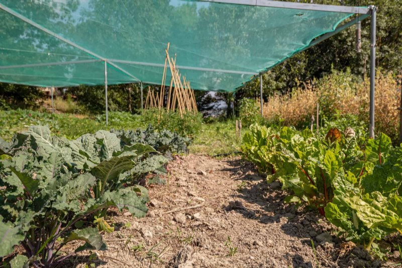Don’t Plant Late-Summer Veggies Until You Read These 9 Heat-Proofing Tips