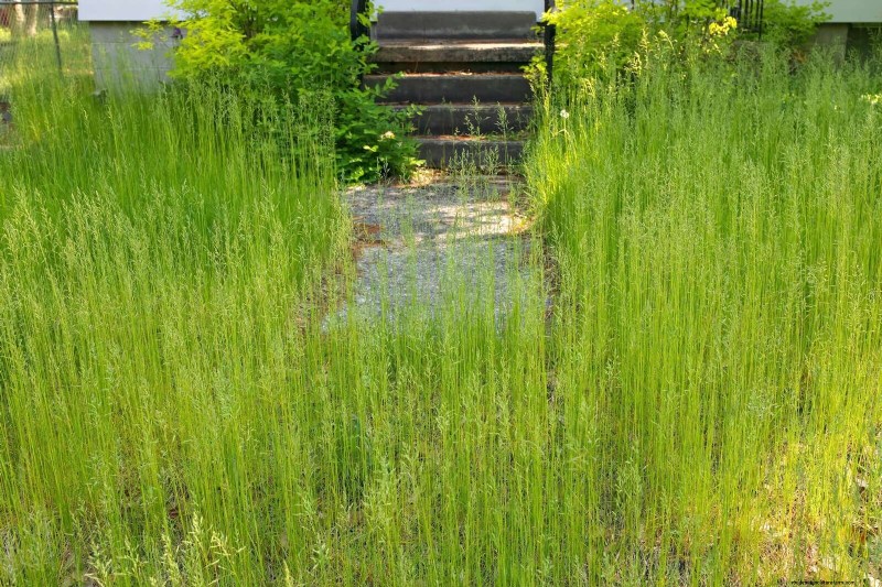 Will an Overgrown Yard Lead to Fines? Understanding Weed Ordinances and How to Stay Compliant
