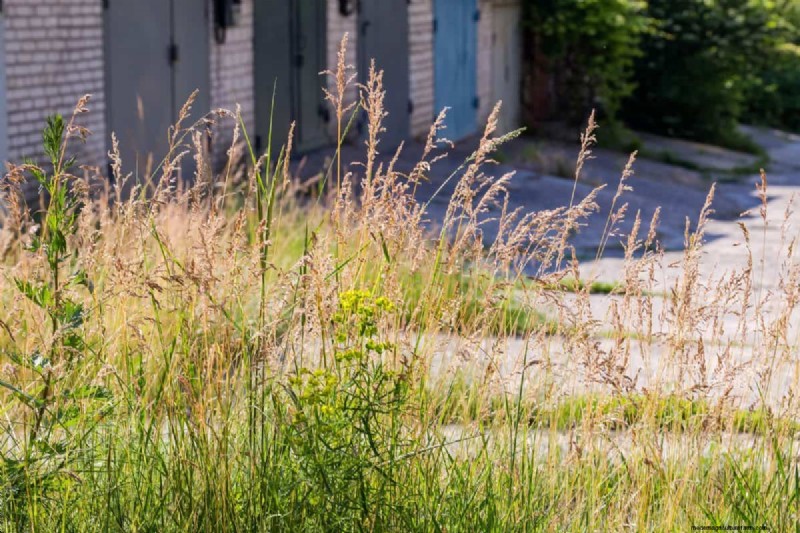 Will an Overgrown Yard Lead to Fines? Understanding Weed Ordinances and How to Stay Compliant