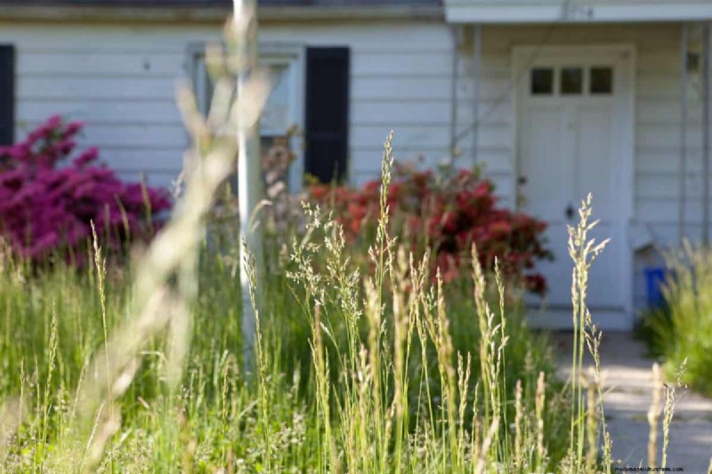Will an Overgrown Yard Lead to Fines? Understanding Weed Ordinances and How to Stay Compliant