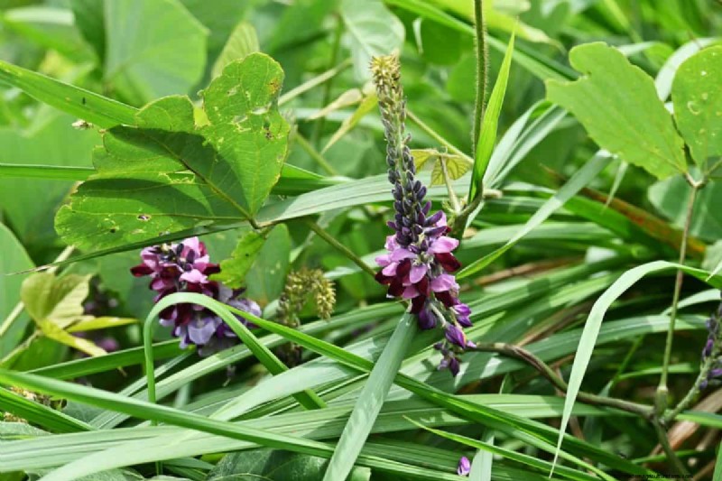 Will an Overgrown Yard Lead to Fines? Understanding Weed Ordinances and How to Stay Compliant
