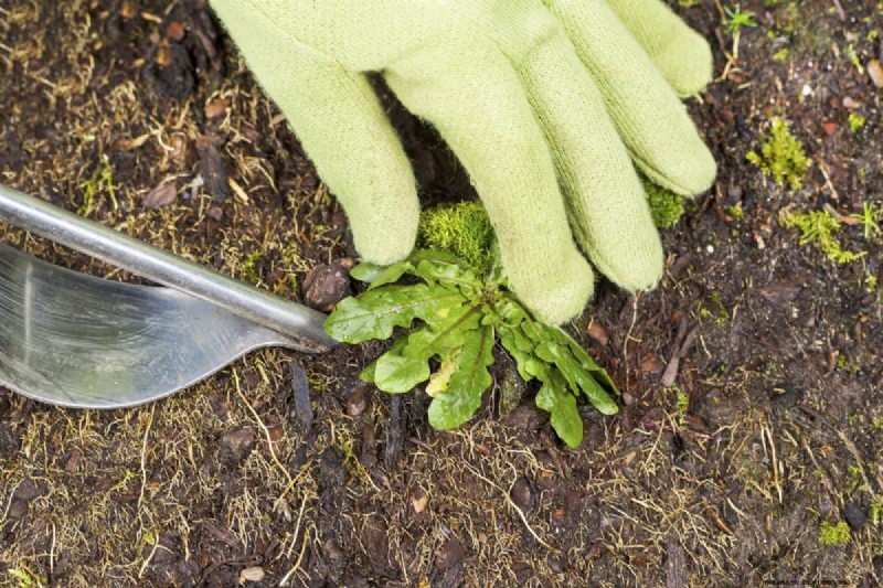 Will an Overgrown Yard Lead to Fines? Understanding Weed Ordinances and How to Stay Compliant