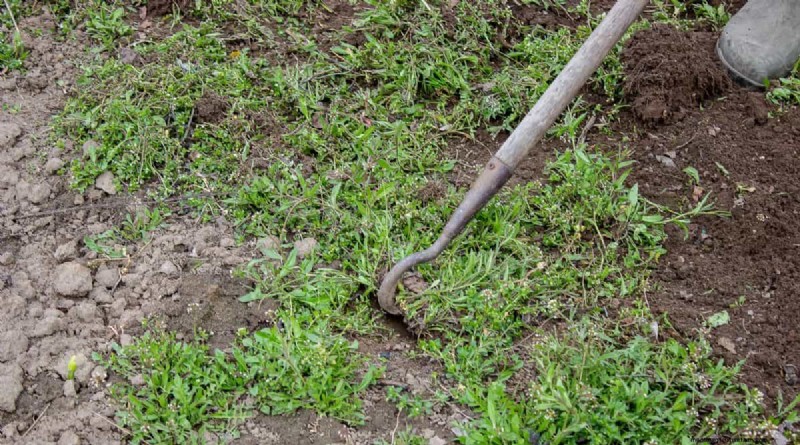 Will an Overgrown Yard Lead to Fines? Understanding Weed Ordinances and How to Stay Compliant