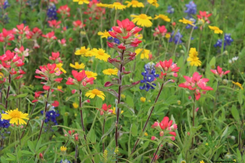 Will an Overgrown Yard Lead to Fines? Understanding Weed Ordinances and How to Stay Compliant