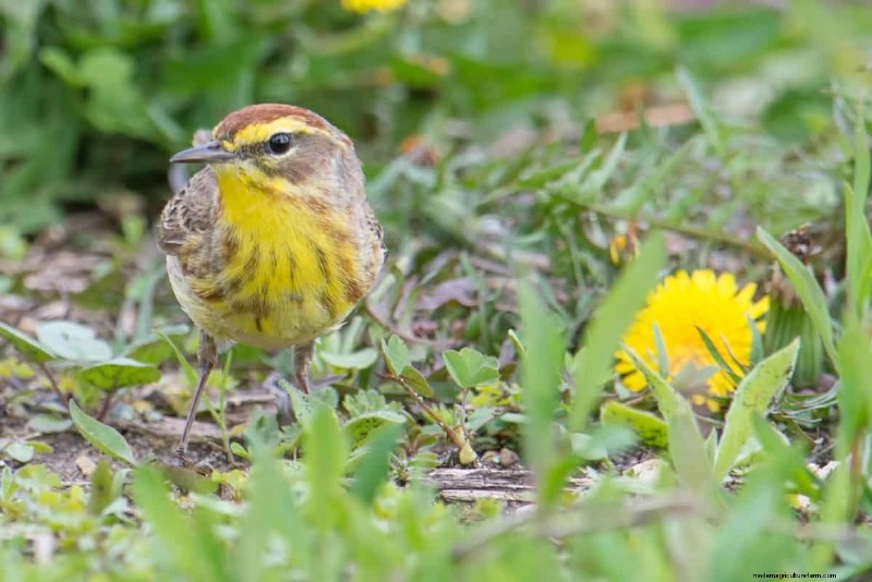 Will an Overgrown Yard Lead to Fines? Understanding Weed Ordinances and How to Stay Compliant