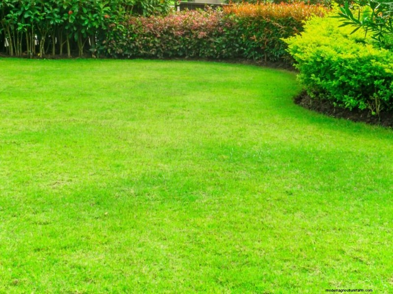 Keep Your Lawn Lush and Green This Summer: Expert Care Tips