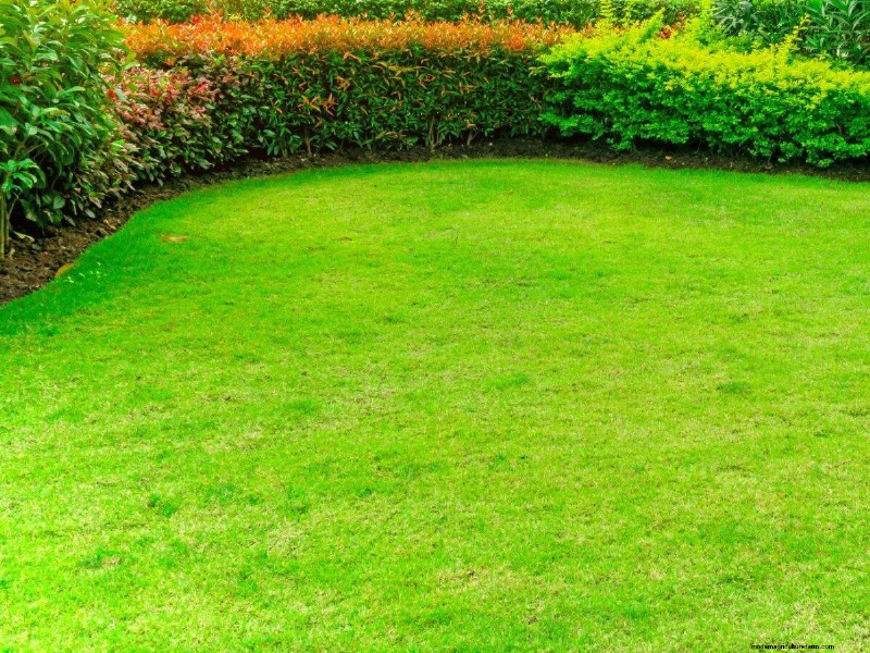 Keep Your Lawn Lush and Green This Summer: Expert Care Tips