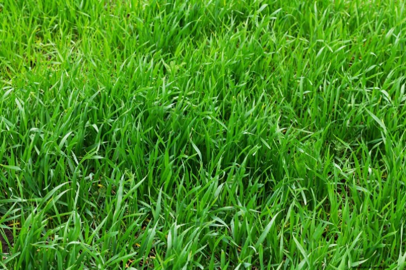Keep Your Lawn Lush and Green This Summer: Expert Care Tips