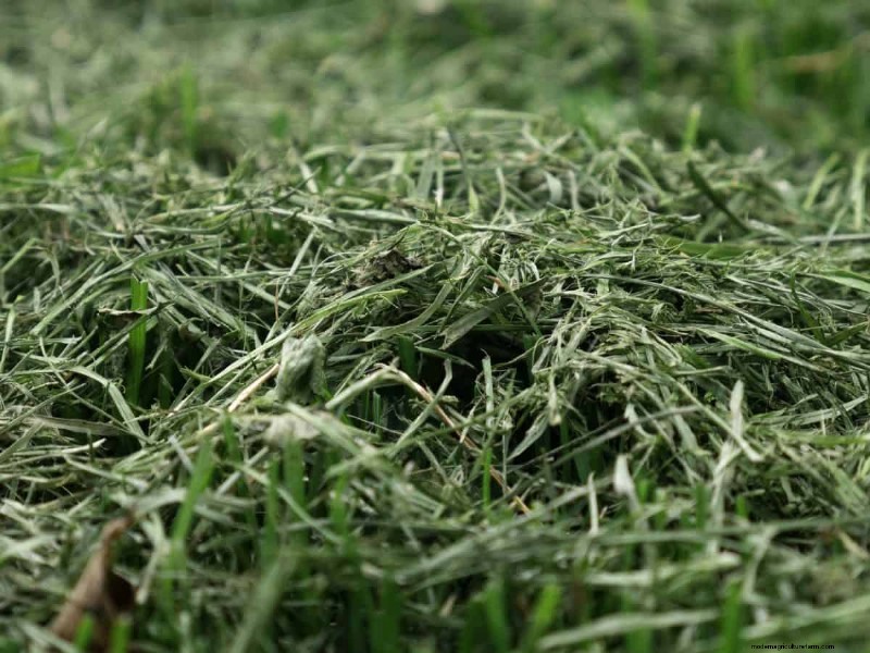 Keep Your Lawn Lush and Green This Summer: Expert Care Tips