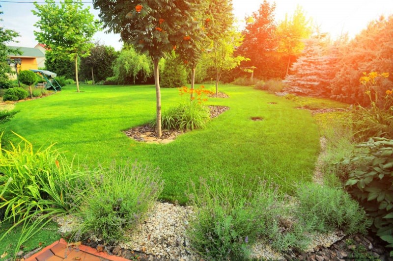 Keep Your Lawn Lush and Green This Summer: Expert Care Tips
