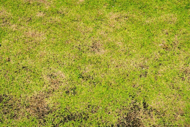 Keep Your Lawn Lush and Green This Summer: Expert Care Tips