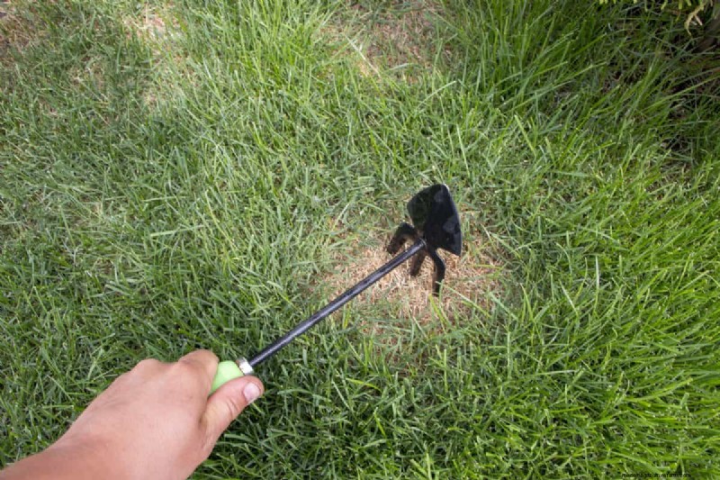 Keep Your Lawn Lush and Green This Summer: Expert Care Tips
