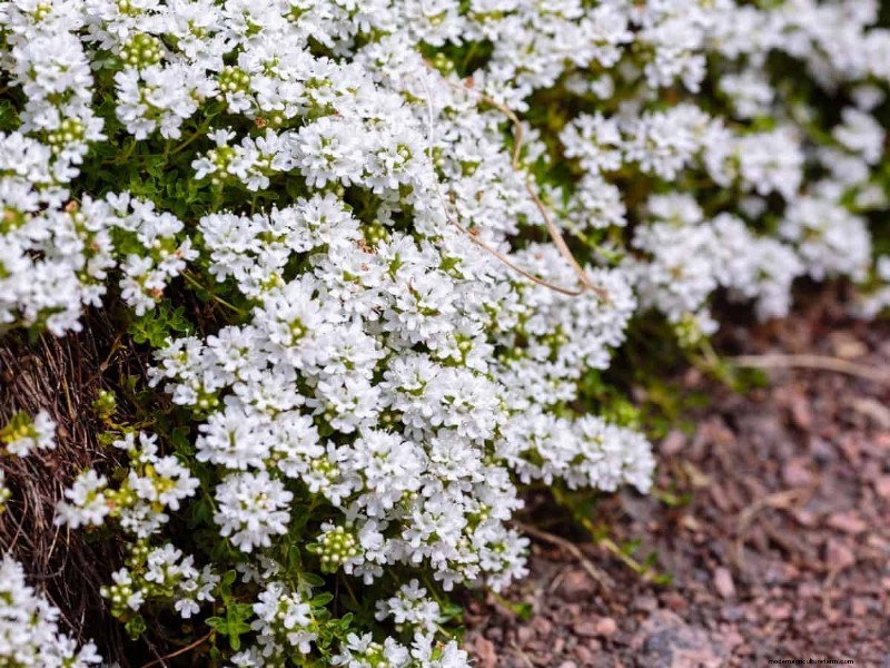 Keep Your Lawn Lush and Green This Summer: Expert Care Tips
