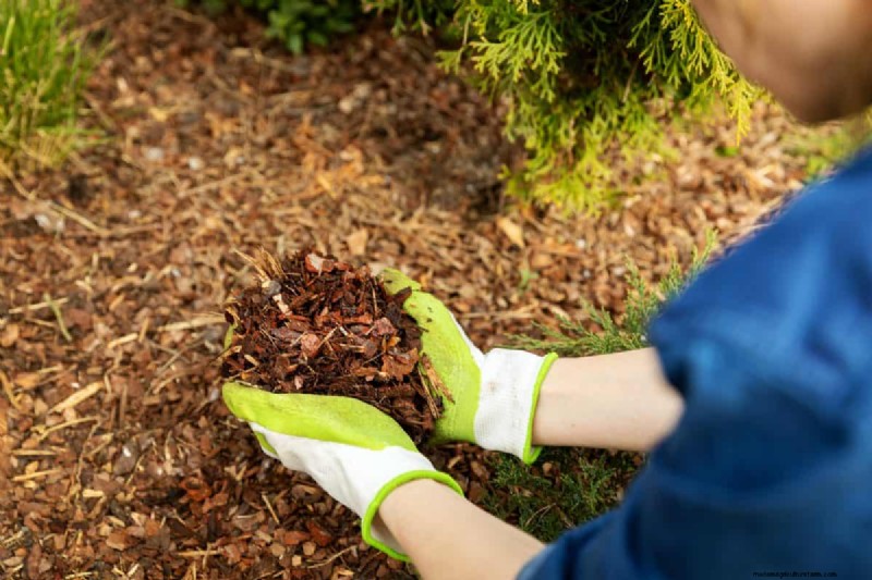 Mulch: 17 Essential Benefits for Your Summer Garden