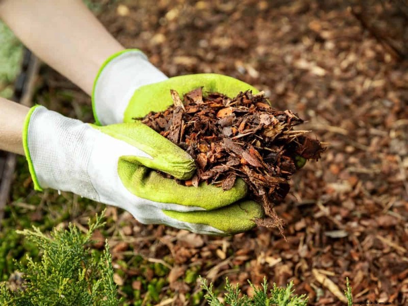 Mulch: 17 Essential Benefits for Your Summer Garden