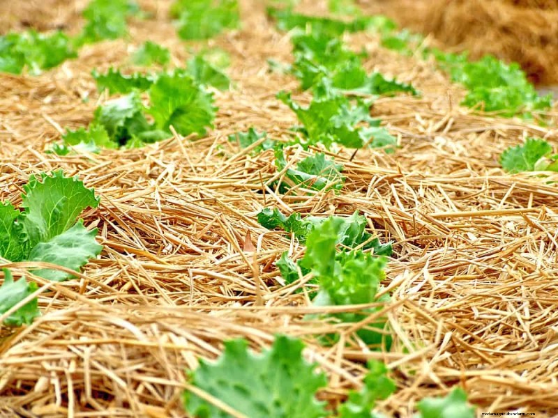 Mulch: 17 Essential Benefits for Your Summer Garden
