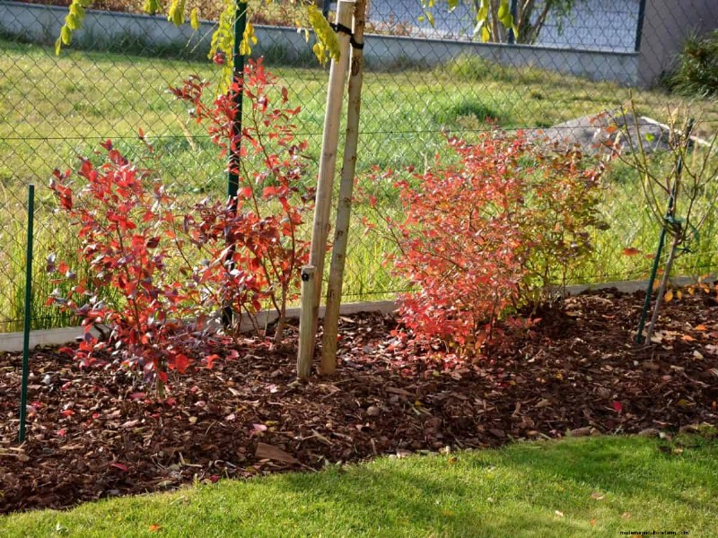 Mulch: 17 Essential Benefits for Your Summer Garden