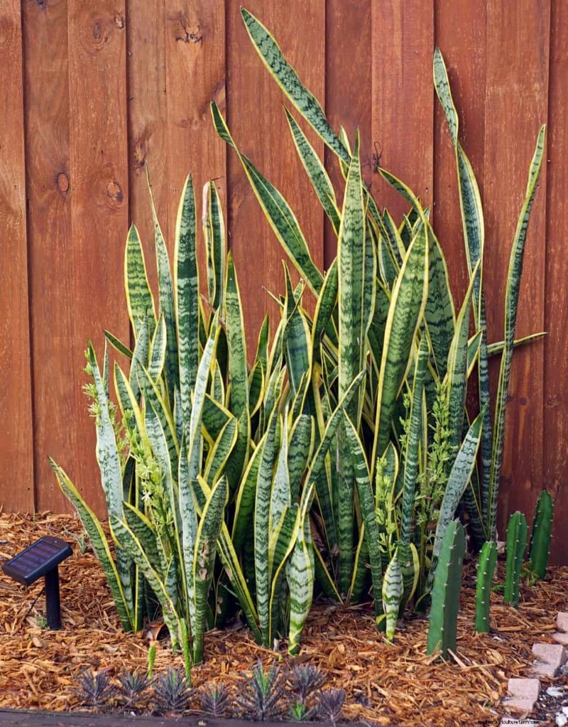Mulch: 17 Essential Benefits for Your Summer Garden
