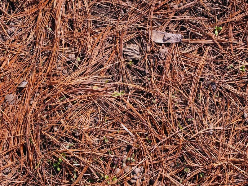 Mulch: 17 Essential Benefits for Your Summer Garden