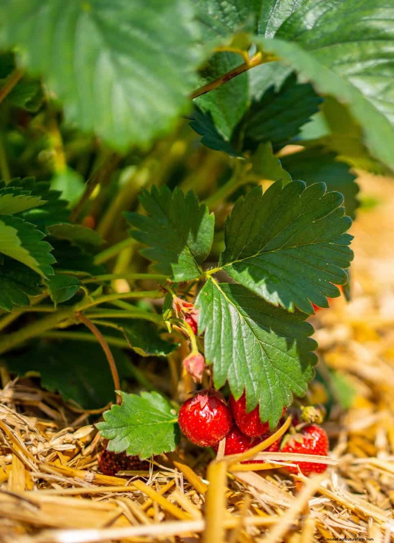 Mulch: 17 Essential Benefits for Your Summer Garden