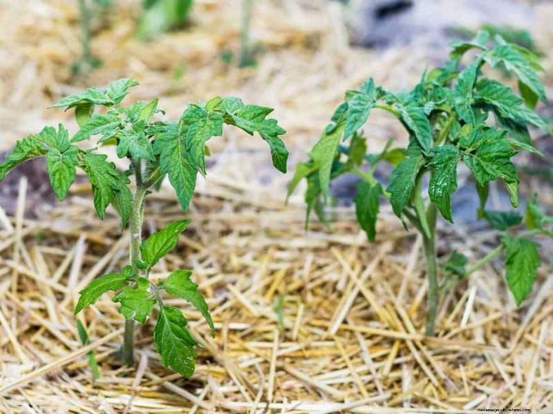 Mulch: 17 Essential Benefits for Your Summer Garden